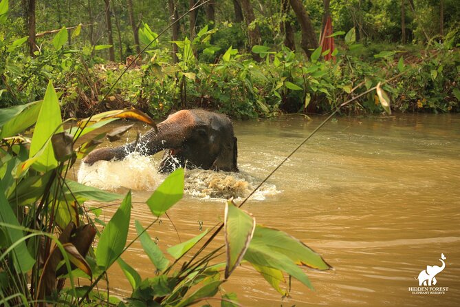 Hidden Forest Elephant Reserve: Guided Tour With Lunch & Transfer - Location Information