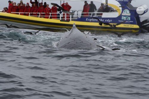 Hobart: Bruny Island Wilderness Coast Eco Cruise With Lunch - Last Words