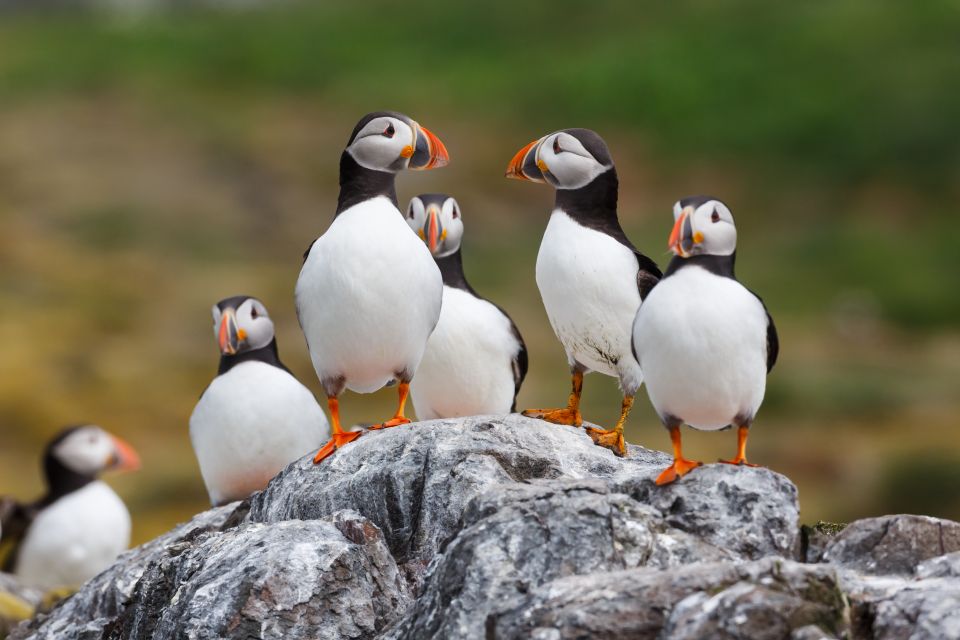 Húsavík: Big Whale Safari & Puffin Island Tour - Common questions