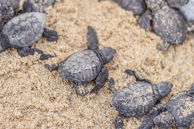 Los Cabos Turtle Release Conservation Program - Last Words