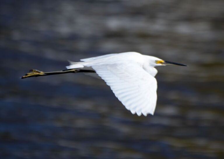 Maroochydore: Private Maroochy River Eco Cruise With Lunch