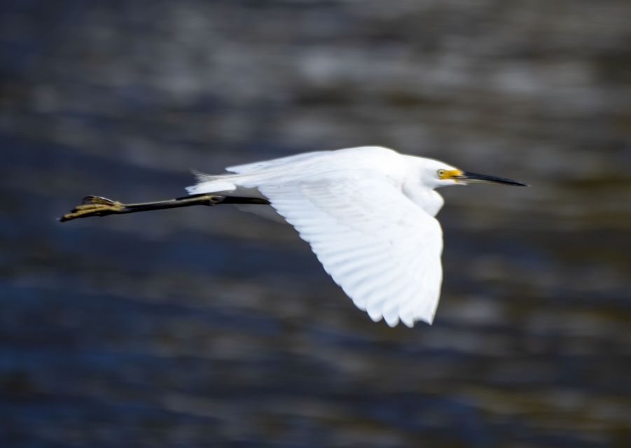 Maroochydore: Private Maroochy River Eco Cruise With Lunch - Experience Details