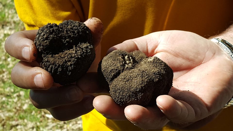 Meteora Truffle Hunting Experience With Lunch & Museum Visit - Common questions