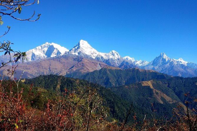 Mohare Danda Trek World Best Natural Trail - Common questions