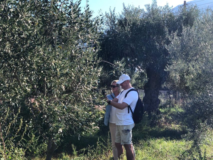 Olive Oil Tour & Tasting in Kalamata, Messinia, Greece - Essential Things to Bring