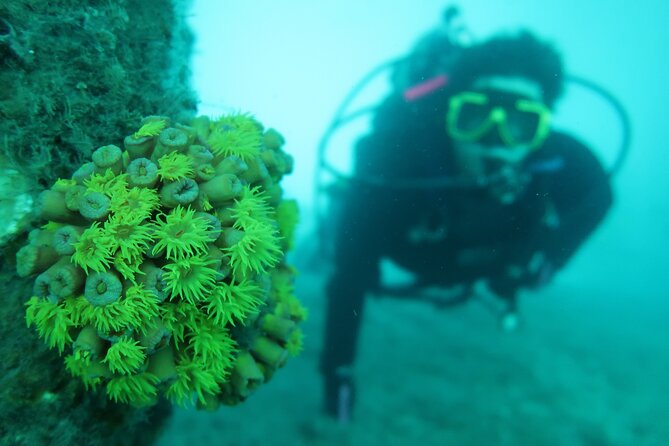 Palm Beach Private 1-Day Scuba Lesson  - West Palm Beach - Equipment Provided