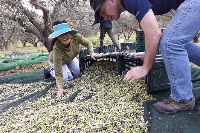 Private 3-Hour Olive Oil-Tasting Session & Lunch (Mar ) - Olive Grove Experience