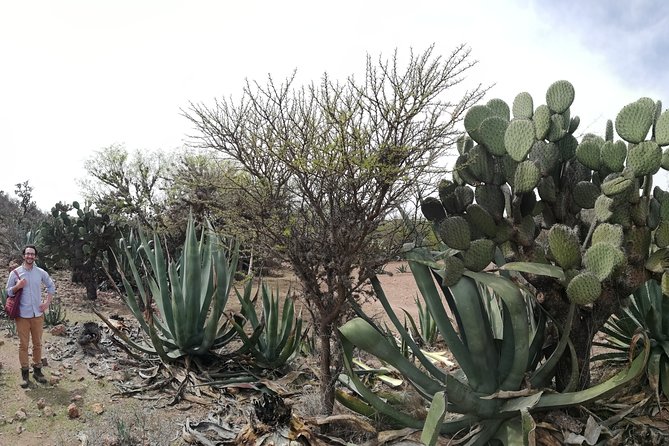 Private Tour of the Mezcal Route With Ancestral Drinks - Last Words