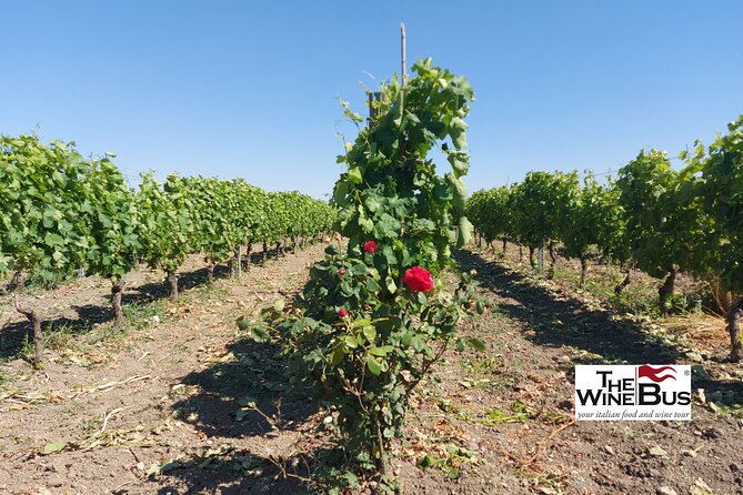 Private Vulture Wine Tour From MATERA With Sommelier - Common questions