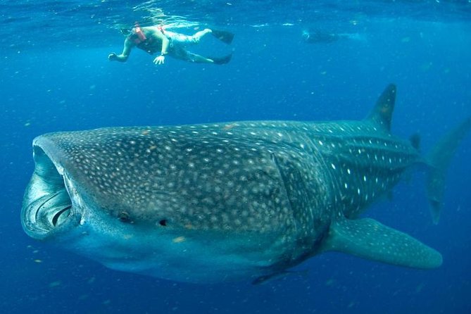 Private Whale Shark Ecofriendly Tour From Cancun - Common questions