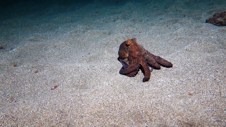 Puerto Del Carmen: Try Scuba Diving From the Beach - Stay Safe and Enjoy the Dive