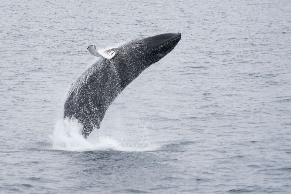 Reykjavik: Whale Watching by RIB Speedboat - Common questions