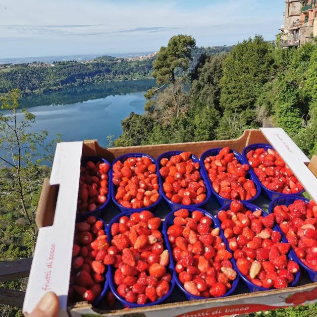 Roman Countryside, Food and Wine Tasting in Castel Gandolfo - Additional Information