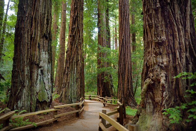 San Francisco: Napa Valley Wine Tour and Muir Woods Guided Tour - Last Words