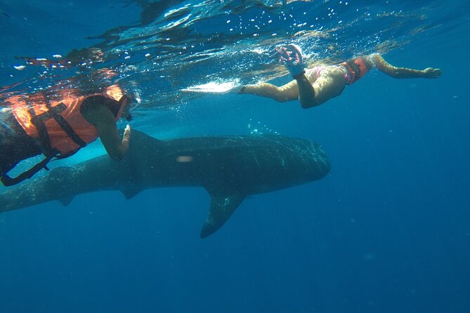 Whale Shark Tour From Holbox Island - Tour Duration and Languages Offered