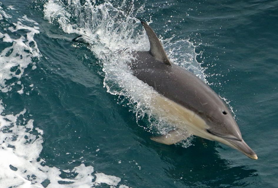 Wilsons Promontory: Whale Spotting Cruise With Lunch - Restrictions