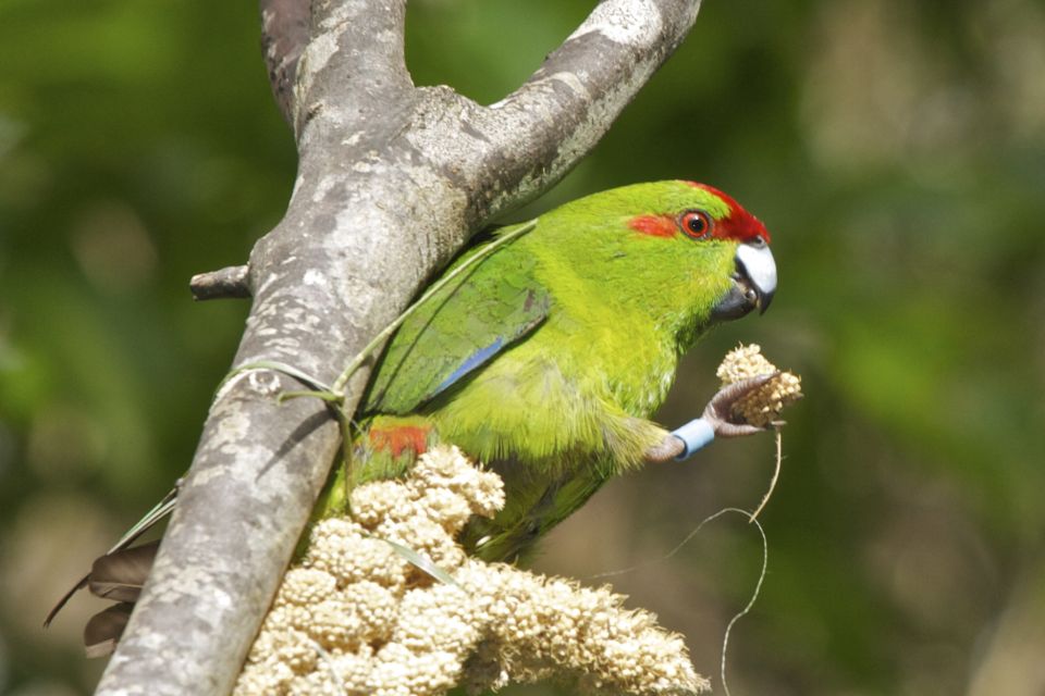 Zealandia by Day Tour - Vaccination Pass Requirement