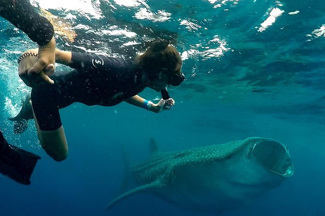 7 Day- Whale Shark Ecofriendly Tour in Cancun - Common questions