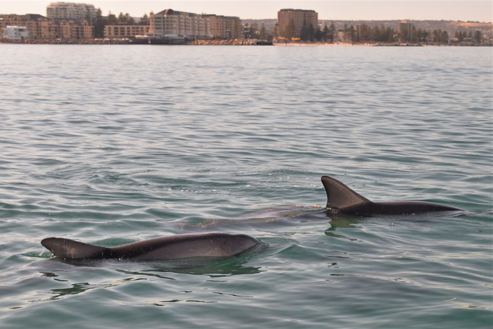 Adelaide: 3.5-Hour Guaranteed Wild Dolphin Watching Cruise - Common questions