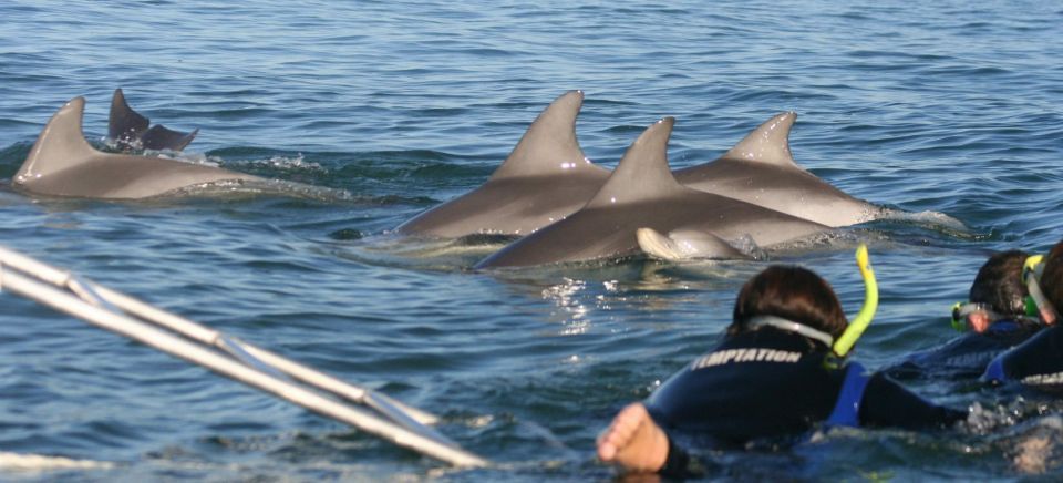 Adelaide: 3.5-Hour Swimming With Dolphins Experience - Directions