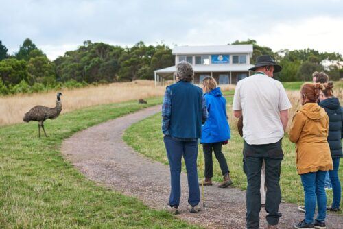 Apollo Bay: Dusk Discovery Great Ocean Road Wildlife Tour - Conservation Impact