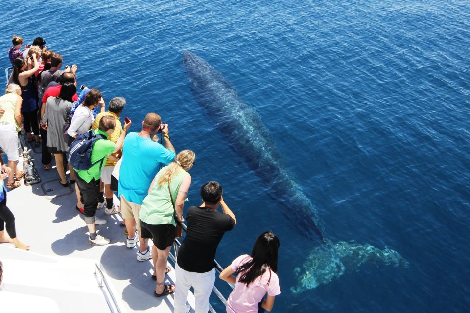 Auckland: Whale and Dolphin Watching Half-Day Eco Cruise - Directions