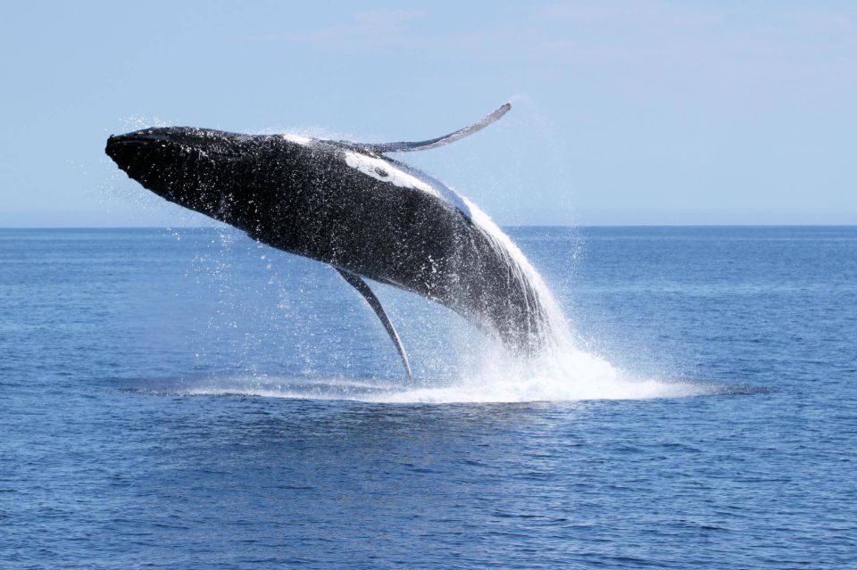 Augusta: Whale Watching Tour - Directions