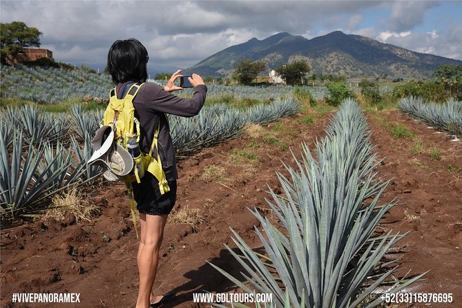 Blue Agave Fields at Ruta Del Tequila, With Tasting  - Guadalajara - Common questions