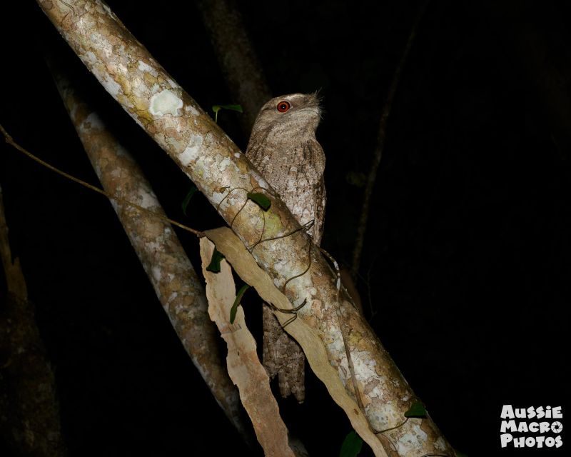 Cairns: Night Walk in Cairns Botanic Gardens - Safety Information