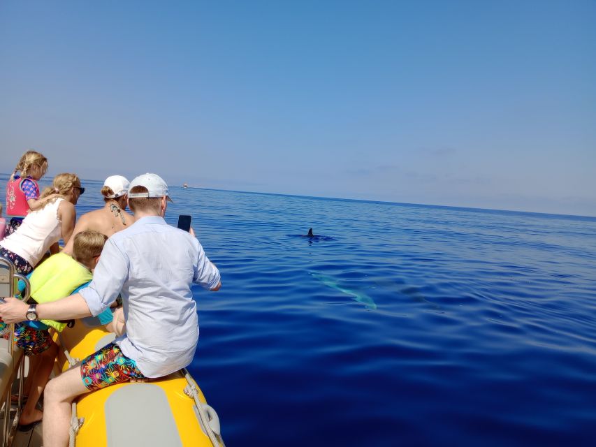 Can Picafort: Dolphin Watching Boat Tour With Swimming - Last Words