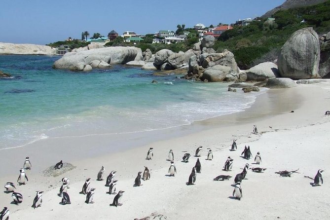 Cape Town Private - Cape Peninsula Penguin Full Day Tour - Last Words