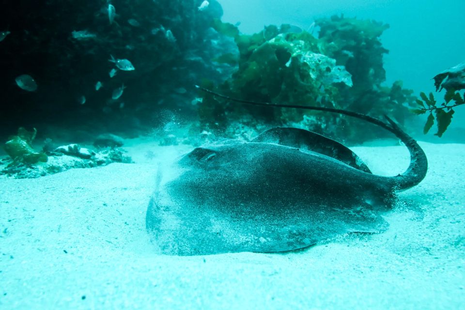 Cathedral Cove Marine Reserve- Specialised Snorkel Boat Trip - Booking Information