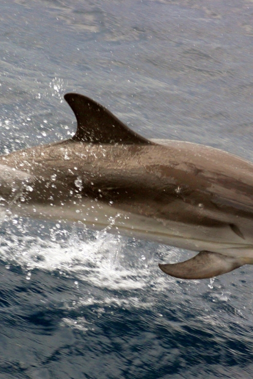 Charleston: Sightseeing Harbor Tour & Dolphin Watch - Highlights of the Tour