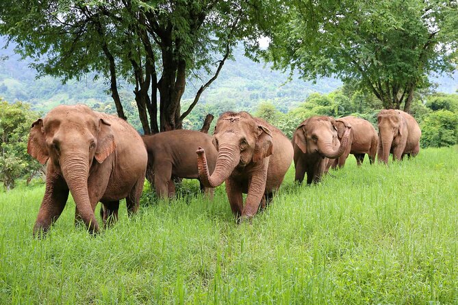 Chiang Mai 2 Days 1 Night Trek Zipline Elephant Sanctuary White Water Rafting