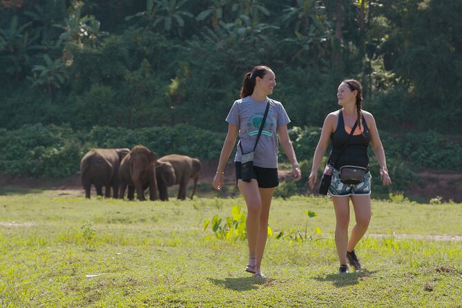 Chiang Mai Single Day Visit to Elephant Nature Park (No Riding No Bathing) - Transportation Details and Logistics