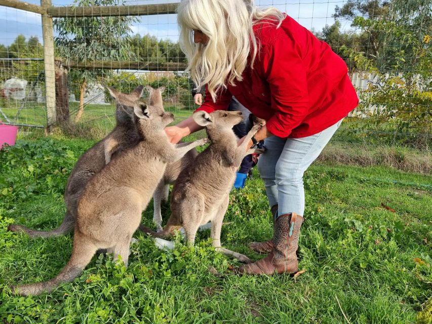 Coonawarra: Caves, Cabernet, & Kangaroos Day Tour & Lunch - Private Kangaroo Sanctuary Visit