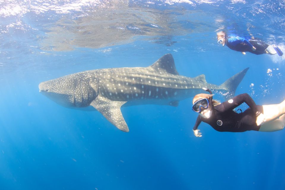 Coral Bay: Ningaloo Reef Swim and Snorkel With Whale Sharks - Last Words