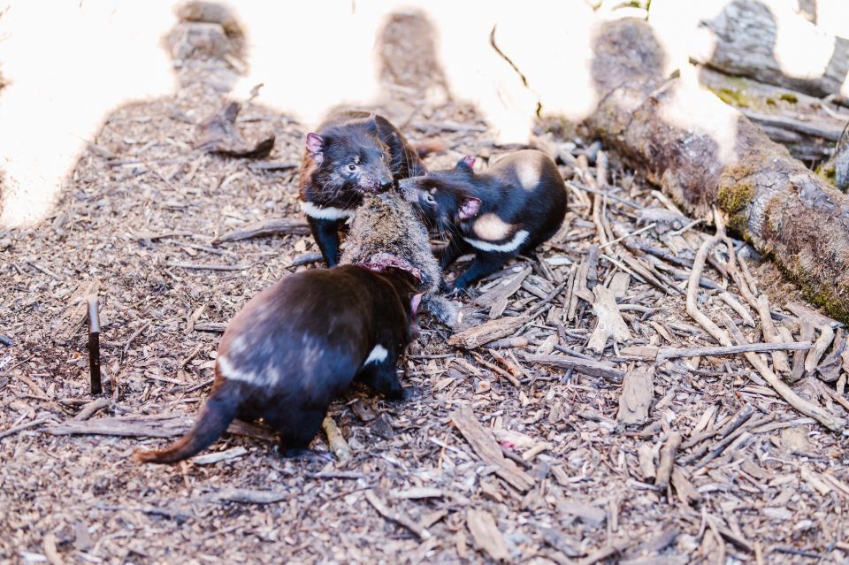 Cradle Mountain: After Dark Tasmanian Devil Feeding Tour - Common questions