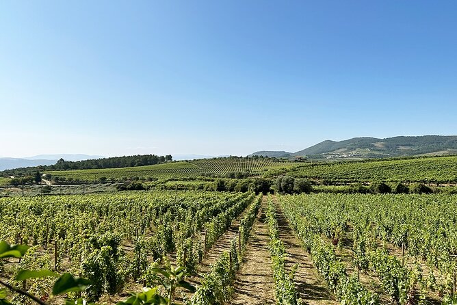 Douro Valley Private Tour Lunch Wine Tastings and River Cruise - Common questions