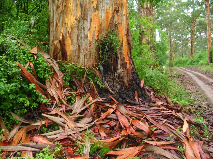 From Pemberton: Half-Day Beach and Forest Eco Adventure - Common questions