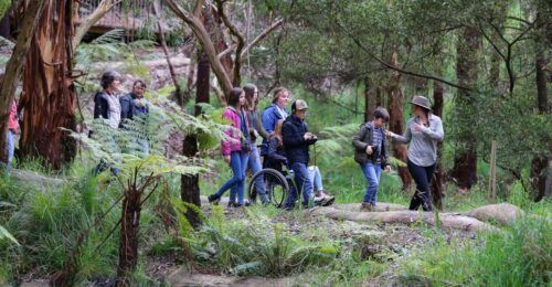 Great Ocean Road: Guided Wildlife Walk That Supports Nature - Customer Reviews and Testimonials