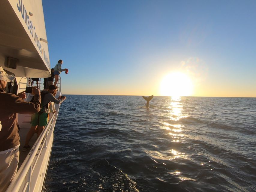 Hervey Bay: Half-Day Whale Watching Experience - Common questions