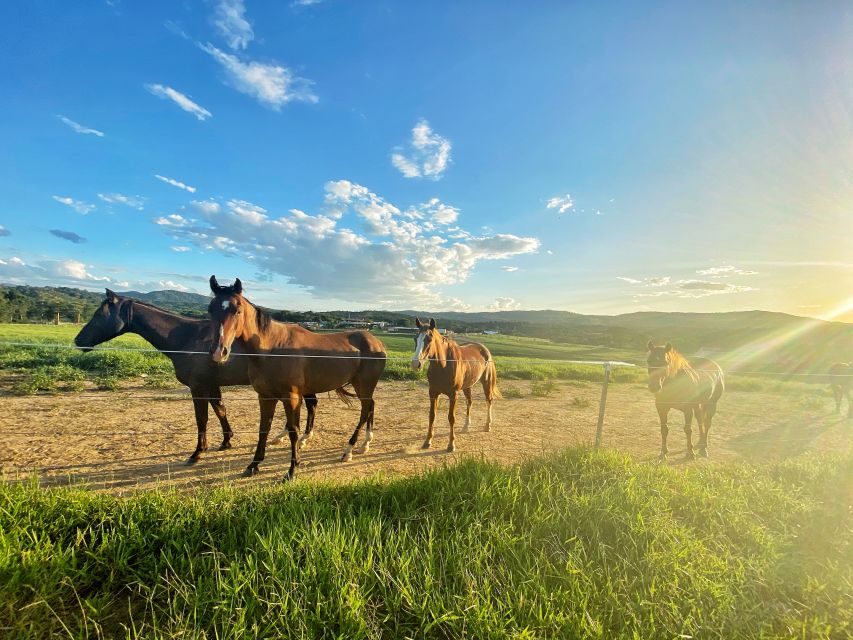 Kuranda Half Day With Petting Zoo & Horse Trail Ride Tour - Last Words