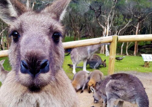 Pearcedale: Moonlit Sanctuary Conservation Park Entry Ticket - Last Words