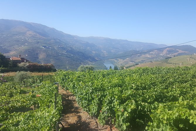 Private Douro Valley - Senses Experiences - Reviews and Testimonials