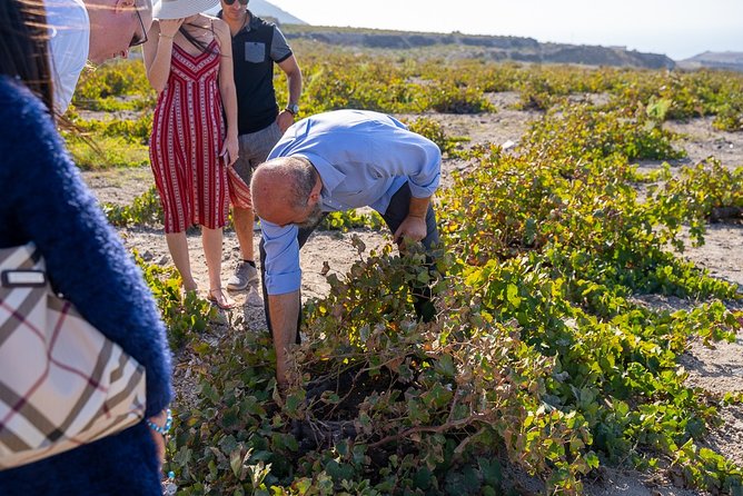 Private Santorini Wine Roads Tour With Tastings - Cancellation Policy