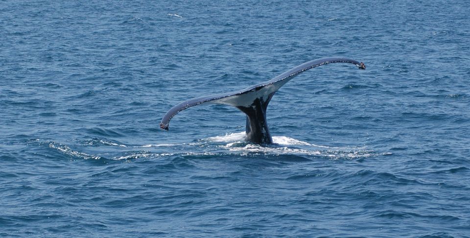 Reykjavik: Whale Watching by RIB Speedboat - Last Words