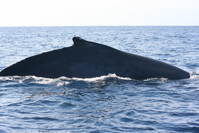 San Jose Del Cabo Small-Group Sunrise Whale Watching - Weather and Cancellation Policy