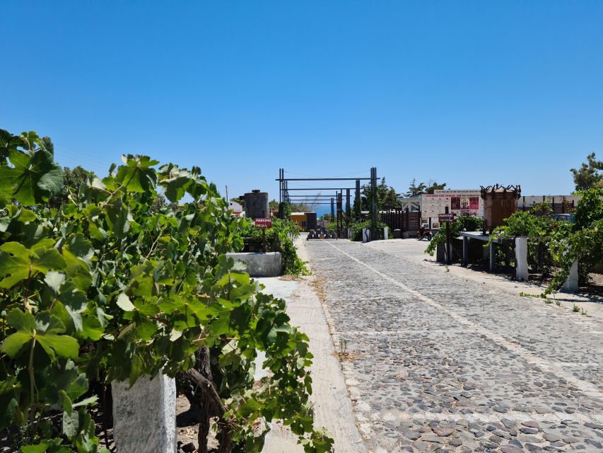 Santorini: Authentic Private Wine Tasting Tour - Important Information