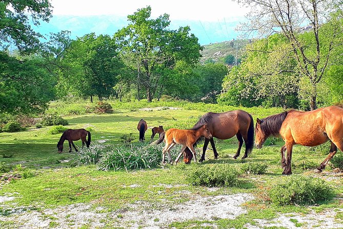 The Best of Peneda Gerês National Park From Porto - Last Words